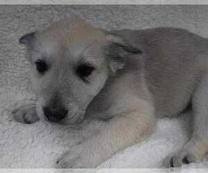 Labrador Retriever-Unknown Mix Dogs for adoption in Thief River Falls, MN, USA