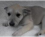 Small Labrador Retriever Mix