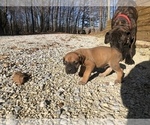 Small Photo #4 Boerboel Puppy For Sale in THREE RIVERS, MI, USA