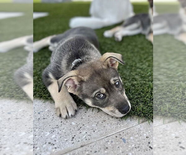 Medium Photo #11 Siberian Husky-Unknown Mix Puppy For Sale in Dana Point, CA, USA