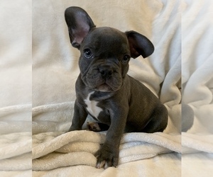 Medium French Bulldog