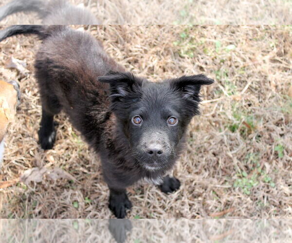 Medium Photo #6 Border Collie-Unknown Mix Puppy For Sale in Munford, TN, USA