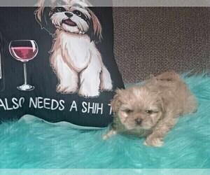 Shih Tzu Puppy for sale in THONOTOSASSA, FL, USA