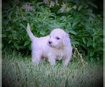 Small Photo #32 Goldendoodle Puppy For Sale in CHEYENNE, WY, USA