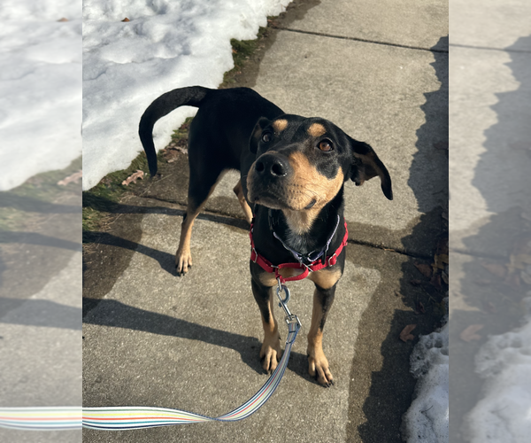 Medium Photo #2 Mutt Puppy For Sale in Plainfield, IL, USA