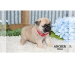 Small #3 Pug