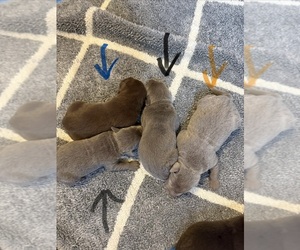 Labrador Retriever Puppy for sale in OSYKA, MS, USA