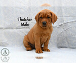Small Photo #9 Labrador Retriever Puppy For Sale in DAYTON, VA, USA