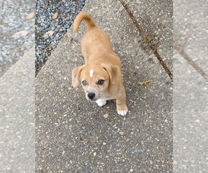 Chiweenie Dog for Adoption in EVERETT, Washington USA
