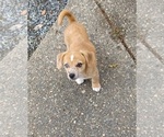 Small Photo #1 Chiweenie Puppy For Sale in EVERETT, WA, USA