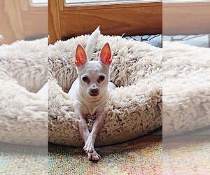Chihuahua Dogs for adoption in Rootstown, OH, USA