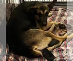 Small German Shepherd Dog