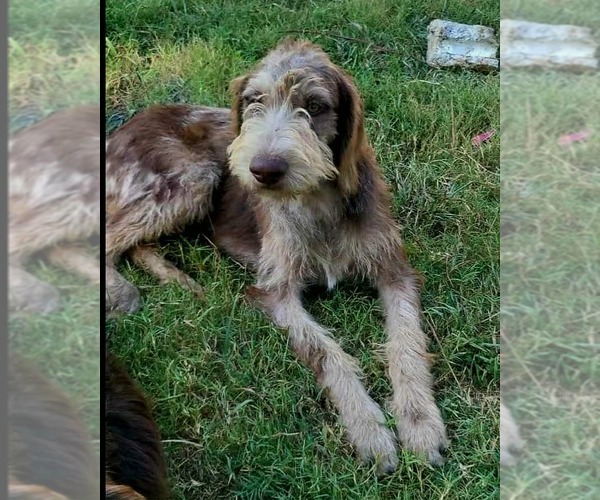 Medium Photo #2 German Wirehaired Pointer Puppy For Sale in Scottsboro, AL, USA