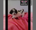 Small #2 Poodle (Toy)-Zuchon Mix