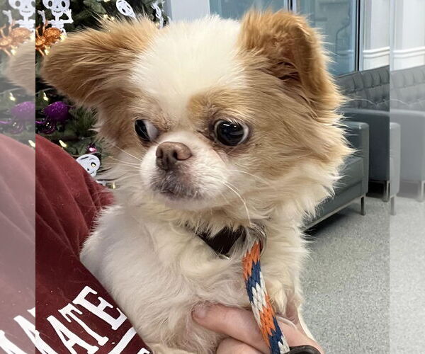 Medium Photo #3 Cheeks Puppy For Sale in Cranford, NJ, USA