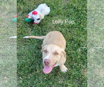 Small #1 Basset Hound Mix