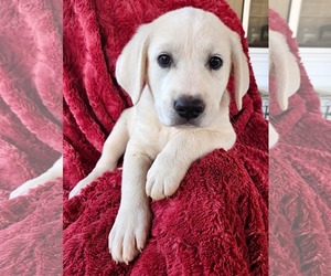 Anatolian Pyrenees Dogs for adoption in Royal Palm Beach, FL, USA