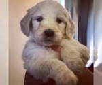 Small Photo #38 Goldendoodle Puppy For Sale in N HIGHLANDS, CA, USA