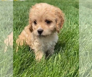 Cavalier King Charles Spaniel-Poodle (Toy) Mix Puppy for sale in NILES, MI, USA