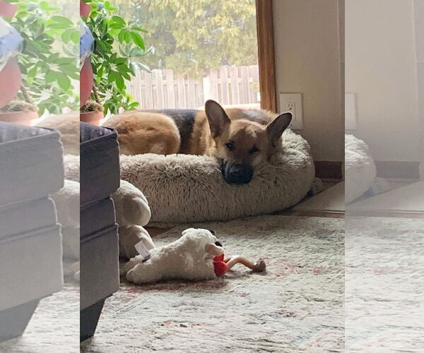 Medium Photo #5 German Shepherd Dog Puppy For Sale in Gretna, NE, USA