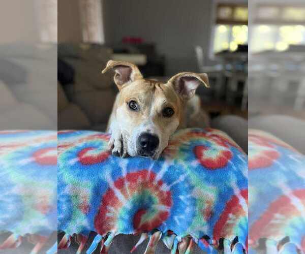 Medium Photo #20 Carolina Dog-Labrador Retriever Mix Puppy For Sale in Springdale, PA, USA