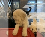 Small Photo #5 Poodle (Standard) Puppy For Sale in PLANT CITY, FL, USA