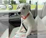 Small Photo #19 Great Pyrenees Puppy For Sale in Brewster, NY, USA