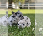 Small Photo #6 French Bulldog Puppy For Sale in ABSECON, NJ, USA