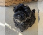 Small #2 Havanese