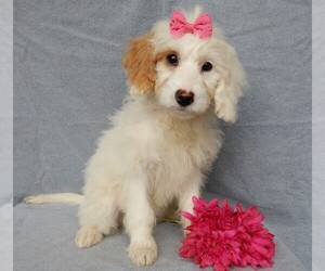 Goldendoodle (Miniature) Puppy for sale in MILLERSBURG, OH, USA