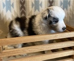 Small Shetland Sheepdog