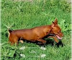 Small Photo #1 Doxie-Pin Puppy For Sale in NOCONA, TX, USA