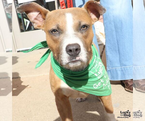 Medium Photo #3 Boxador Puppy For Sale in Washington, DC, USA