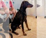 Small #2 Doberman Pinscher