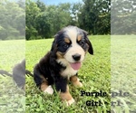 Puppy Purple Girl Bernese Mountain Dog