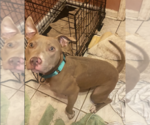 Small Mutt