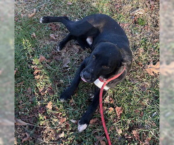 Medium Photo #1 Mutt Puppy For Sale in Sparta, TN, USA