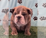 Puppy 1 Bulldog