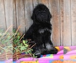 Small Photo #3 Australian Labradoodle Puppy For Sale in ASPERMONT, TX, USA