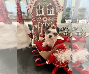 Biewer Yorkie-Yorkshire Terrier Mix Puppy for sale in CLOVIS, CA, USA