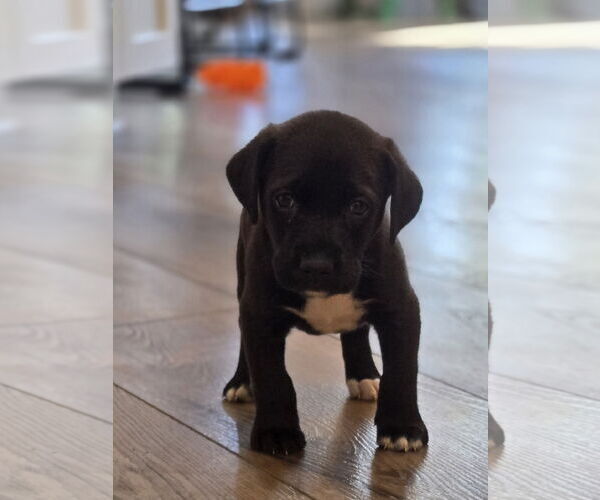 Medium Photo #3 Labrador Retriever-Unknown Mix Puppy For Sale in The Woodlands, TX, USA