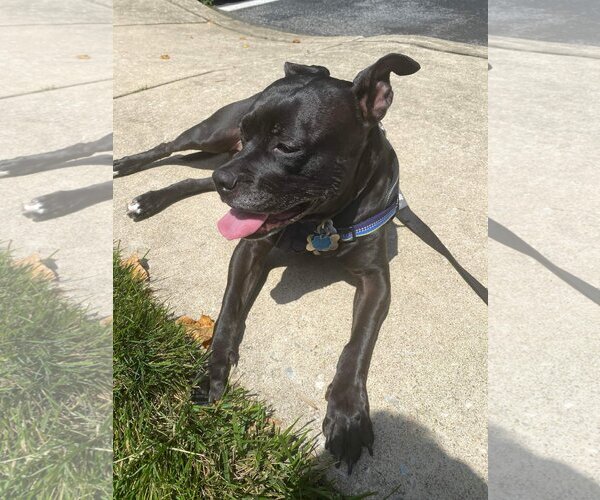 Medium Photo #2 American Pit Bull Terrier-Labrador Retriever Mix Puppy For Sale in COLUMBIA, MD, USA