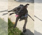 Small #1 American Pit Bull Terrier-Labrador Retriever Mix