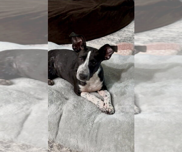 Medium Photo #3 Pointer-Unknown Mix Puppy For Sale in Mooresville, NC, USA