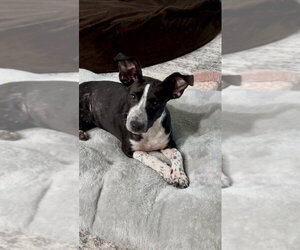 Wren - Female Pointer-Unknown Mix Dog for Adoption - Photo #3