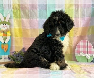 Bernedoodle Puppy for sale in LANCASTER, PA, USA
