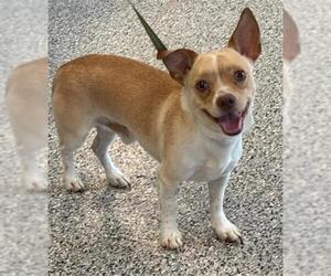 Chihuahua Dogs for adoption in Palmetto, FL, USA