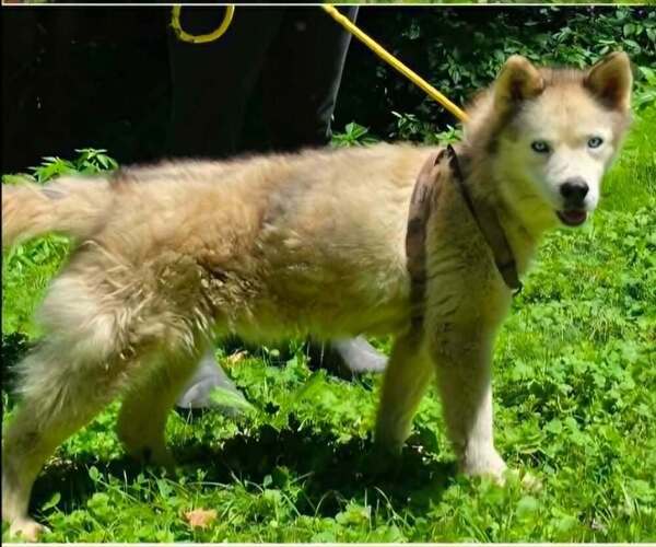 Medium Photo #3 Siberian Husky-Unknown Mix Puppy For Sale in Aurora, IN, USA