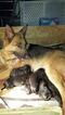 Small Photo #6 German Shepherd Dog Puppy For Sale in ELGIN, SC, USA
