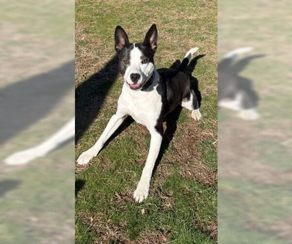 Medium Photo #3 Mutt Puppy For Sale in Cliffwood, NJ, USA